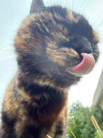 A low-angle, close-up shot captures a tortoiseshell cat licking its lips outdoors. The cat's fur displays a mottled pattern of black, brown, and orange. Its right eye, a yellow-green hue, is visible, while its left eye is mostly obscured. The cat's pink tongue is extended, and there are droplets of moisture on its fur and tongue. The background is blurred, showing a bright sky and green foliage, suggesting an outdoor setting. The image is taken in the village of Papiarnyanskoye, within the Papiarnyanskoye rural council of Belarus.