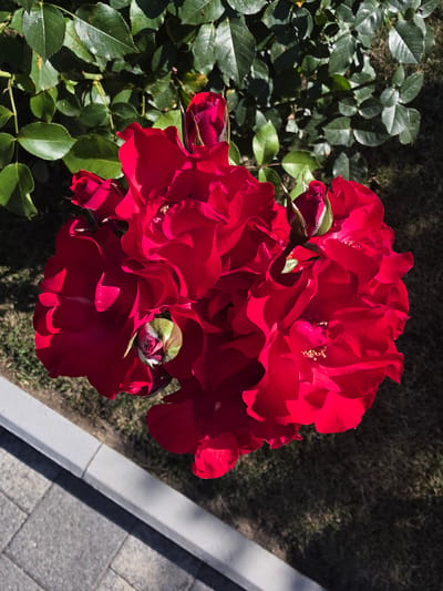 This media file is an eye-level, close-up shot of a cluster of vibrant red roses in full bloom. The roses are the primary subject, filling the majority of the frame with their layered petals and delicate textures. Several rosebuds are also visible, some partially open, showing hints of green and white. The background consists of lush green rose leaves, some in sharp focus and others blurred, along with a darker, out-of-focus patch of grass or soil. To the right, a paved pathway with gray interlocking stones and a light gray concrete border is visible, suggesting an outdoor garden or park setting. The lighting indicates it is daytime, with bright sunlight casting shadows on the leaves and highlighting the rich color of the roses. The overall impression is one of natural beauty and vibrant life. No people or text are visible. The location context is Sochi, Russia.