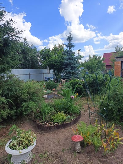 The image depicts a lush garden in the city of Novoye, Russia, on a sunny day with scattered white clouds in a bright blue sky. The foreground is dominated by a white stone planter containing a variegated plant, and to its right, a whimsical red mushroom garden ornament stands amongst ferns and other greenery. A dark green metal garden trellis is positioned behind the mushroom.
The middle ground features a flower bed bordered by dark metal edging, with various plants including lilies and smaller green shrubs. Several decorative garden stones and a smaller mushroom ornament are visible within this area. Beyond the flower bed, a tall, slender blue spruce tree stands prominently, with other mature trees and bushes filling the background.
A light grey metal fence stretches across the mid-background, with a glimpse of blue plastic chairs and a table under a beige umbrella visible behind it. Further in the background, a portion of a red-tiled roof and a wooden shed or outbuilding are seen. The overall impression is of a well-maintained, vibrant private garden.