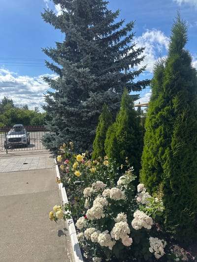 This image depicts a residential outdoor scene, likely a yard or garden area in Arkadak, Russia. The foreground features a paved pathway and driveway, with a white car parked behind a black metal fence. The fence has ornate scrollwork.

Dominating the background are lush green coniferous trees, a tall, dense evergreen, and a bluer-toned evergreen with drooping branches. Interspersed among the trees are several rose bushes in bloom. The roses are predominantly white and pale yellow, with some hints of pink and red. Some of the roses appear to be in full bloom, while others show signs of wilting or are in bud.

The sky above is a bright blue with scattered white, fluffy clouds, suggesting a clear and pleasant day. A few electrical wires are visible crisscrossing the sky. The lighting indicates it is daytime, likely late morning or early afternoon, given the angle of the shadows cast on the ground. There is no discernible text in the image. The overall impression is one of a well-maintained garden or yard in a suburban or rural setting.