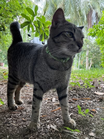 A tabby cat with a green collar stands outdoors on a ground covered with leaves and small plants. The cat is facing to the right with its head turned slightly towards the viewer. In the background, there are lush green trees, including palm trees, and foliage. The lighting suggests it is daytime. The location is described as being in Koh Phangan, Thailand.