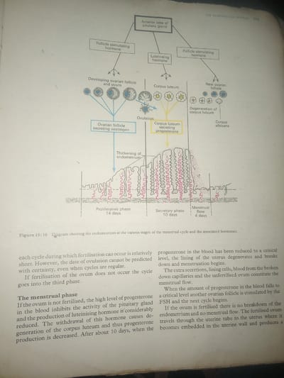 The image is a diagram illustrating the female reproductive system and the menstrual cycle, with associated hormones and changes in the uterine lining. It shows the anterior lobe of the pituitary gland releasing Follicle Stimulating Hormone and Luteinising Hormone. These hormones act on the ovary, leading to the development of ovarian follicles and ovulation. The corpus luteum is shown secreting progesterone. The diagram also depicts the thickening of the endometrium during the proliferative and secretory phases, followed by menstrual flow. There is no discernible connection to Jalingo, Nigeria, or any real-world scene that can be described in a forensic manner.