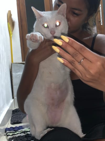 This media file captures an intimate moment between a person and a white cat. The person, with dark hair and a black garment, is holding the cat close, resting their head near its face. Their hands, adorned with long, yellow-painted nails and a delicate ring on one finger, gently cradle the animal. The cat, with bright, glowing eyes, appears relaxed in the embrace.
The scene is set indoors, suggested by the presence of what appears to be a wooden structure in the background and a white surface in the foreground. A yellow-handled broom lies on this surface, hinting at domestic surroundings or recent cleaning. The overall lighting suggests it might be daytime, though the specific time is not clear. The mood is one of tenderness and affection between the person and their pet. The person's eye is visible, looking downwards towards the cat, conveying a sense of care and connection. The cat’s belly is visible, showing a lighter underside. A hint of patterned fabric, possibly clothing or a textile, is visible in the right side of the frame. There is no visible text in the image.