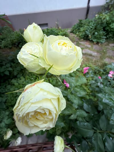 Four light yellow roses, one partially open and with water droplets, are in the foreground of the image. Three other rose buds or partially open roses are behind the main subject. The roses are in a garden setting with green foliage and some out-of-focus pink flowers in the background. A stone pathway is visible behind the roses. A building with a light-colored facade and a dark window is in the upper left background. The scene appears to be outdoors, possibly in a garden in Sofia, Bulgaria.