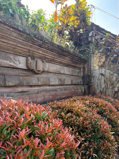 This image depicts a section of an old stone wall with decorative brickwork and weathered stone carvings in the city of Ubud District, Indonesia. In the foreground, a dense hedge of small plants with vibrant red and green leaves occupies the lower half of the frame. Behind the hedge, the stone wall rises, featuring horizontal bands of weathered stone blocks interspersed with rows of red brick. A prominent stone carving, appearing somewhat abstract or weathered, is embedded in the upper section of the wall. Above the wall, lush green foliage and plants with red and yellow leaves are growing, some appearing to be a Cordyline plant. The sky is visible in the upper right corner, suggesting it is daytime. The overall impression is one of an aged structure partially reclaimed by nature, with a vibrant, well-maintained hedge in the foreground. There are no people or animals visible in the image.