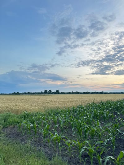 The image depicts a rural scene in Ustyvytsia, Ukraine, featuring agricultural fields under a cloudy sky. In the foreground, young corn plants are growing in neat rows on dark soil, bordered by a strip of green grass. Behind the corn, a vast field of golden wheat stretches to the horizon. A line of trees and scattered buildings can be seen in the distance, silhouetted against the sky. The sky itself is a mix of pale blue and grey clouds, with hints of pink and orange near the horizon, suggesting either sunrise or sunset. No people or animals are visible in the frame.