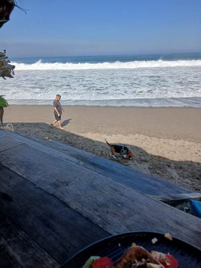 A man and a dog are on a sandy beach by the ocean. The man, wearing a dark t-shirt and shorts, is walking to the left, his head down. He has sunglasses on and a necklace. A beagle dog, wearing a blue harness and a red collar, is sniffing the sand to the right of the man. In the foreground, a wooden surface is visible, with a plate of food on it. The ocean has waves breaking on the shore, and the sky is clear and blue.