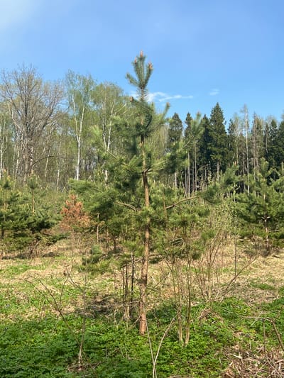 The image depicts a rural scene in Il'inskaya Polyana, Russia. A young pine tree stands prominently in the foreground, surrounded by sparse vegetation, including dry grass and patches of green ground cover. In the background, a mixed forest consisting of birch trees and other conifers rises towards a clear blue sky. No people are visible. The scene conveys a sense of natural tranquility.