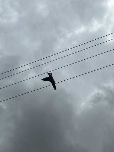 A dark-colored bird perches on a power line against a backdrop of overcast skies. The power lines run diagonally across the frame. The bird is positioned in the center of the image, connected to the power line. The sky is filled with clouds of varying shades of gray. There is no other evidence of people, objects, or specific landmarks visible in the image that would further pinpoint the location as Jos, Nigeria.