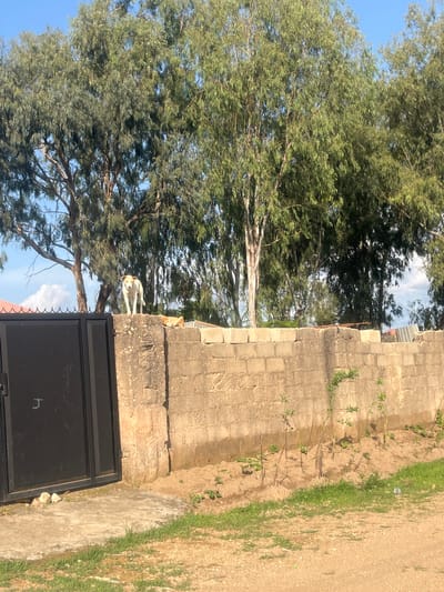 This image depicts an outdoor scene in Jos, Nigeria, under a clear blue sky with scattered white clouds. The upper half of the frame is dominated by numerous tall trees with dense, light green, slender foliage, likely eucalyptus, their light-barked trunks visible. A weathered concrete block wall, approximately 1.5 to 2 meters high, runs horizontally across the mid-ground, acting as a boundary. On the left, a dark-colored metal gate with decorative spikes at its top is integrated into the wall.
Two dogs are present on top of the concrete wall. A light-colored (white and brown) dog stands erect on the wall above the metal gate, facing forward with an alert posture. To its right, a tan or light brown dog lies prone on the wall. Behind the wall on the left, a portion of a red-tiled roof is visible. Further right, in the background, corrugated metal roofing structures are partially obscured by trees.
The foreground consists of unpaved, light brown earth mixed with sparse green grass. A small concrete slab path leads up to the base of the metal gate. Several young plants are growing in the soil along the base of the concrete wall on the right side of the frame. No human subjects are visible.