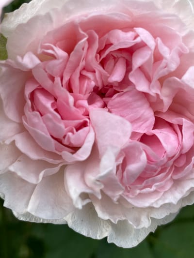 This is a close-up, macro photograph of a pink and white rose. The petals are layered and ruffled, with delicate veins visible. The lighting creates soft shadows, highlighting the texture and depth of the flower. The background is a blurred, dark green, suggesting foliage. There is no indication of any specific location within Saint Petersburg, Russia, as the image is solely focused on the flower itself. No people, actions, or interactions are depicted.