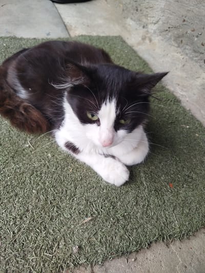 A black and white cat is lying on a green mat. The cat has green eyes and a pink nose. Its fur is mostly black with white markings on its face, chest, and paws. The mat is textured and appears to be made of synthetic grass. The background is a concrete surface. The scene is outdoors.