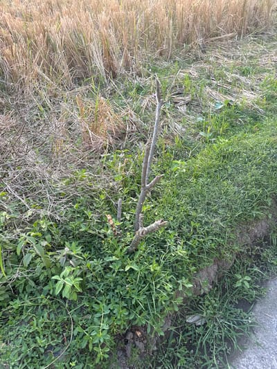 The image depicts a close-up view of a rural or agricultural setting, likely in Sukawati, Indonesia, given the context. The foreground is dominated by dense green foliage, including grass and various low-lying plants with small leaves. A prominent feature in the center is a dead or dormant tree branch, broken and protruding upwards from the ground, with several smaller twigs branching off it. To the left and behind the branch, there are remnants of dry, straw-like vegetation, suggestive of a harvested field. The ground appears to be uneven, with some patches of dry earth and a slight rise on the right side, possibly a small embankment. In the upper portion of the image, the dry straw-like stalks of a crop are densely packed, stretching into the background. The lighting suggests it is daytime, with a natural, outdoor environment. There are no people or animals visible in the frame.