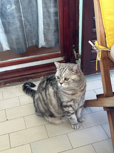 A silver tabby cat with distinct dark stripes sits on a light-tiled floor near a wooden-framed glass door. The cat faces to the left, with its body angled slightly towards the viewer. Behind the cat, a dark wooden door frame surrounds a glass pane covered by a sheer, gray curtain. To the right of the door, a wooden chair with a bright yellow cushion is partially visible. A yellow ribbon is tied around the chair's wooden frame. The scene appears to be on an outdoor balcony or patio.