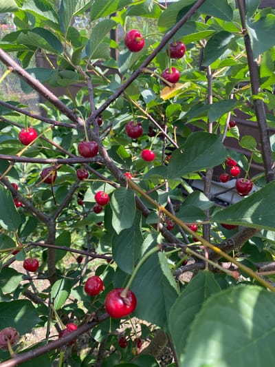 The image shows a close-up of a cherry tree laden with ripe, red cherries. The cherries are clustered on branches, some hanging individually and others in small groups. Green leaves are interspersed among the fruit and branches. The background is somewhat blurred but appears to be an outdoor setting with sunlight filtering through the leaves, suggesting a daytime scene. There is a hint of a fence and some out-of-focus structures in the distance, possibly indicating a garden or yard. The photograph does not contain any people or any specific identifiable landmarks that would pinpoint its location within the city of Kursk, Russia.
