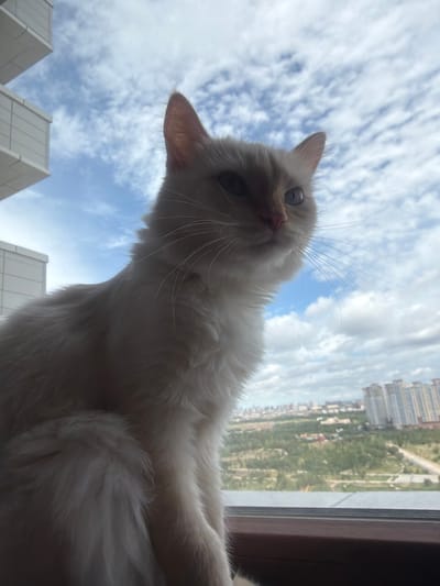 A light-colored, fluffy cat sits on a windowsill with a panoramic view of Astana, Kazakhstan. The cat is facing to the right, with its body angled towards the viewer, and its head turned slightly upwards and to the right, looking out. Its fur is light cream or white, and its eyes are a light blue or grey. Behind the cat, a large window reveals a cityscape under a sky filled with white, puffy clouds. The cityscape includes numerous modern, high-rise buildings in the distance, interspersed with green areas that appear to be parks or treed landscapes. A portion of a modern building, likely an apartment complex, is visible on the left side of the image, framing the upper left corner. The windowsill itself appears to be made of dark wood or a dark material. The perspective is low, suggesting the photo was taken from the cat's eye level or slightly below.
