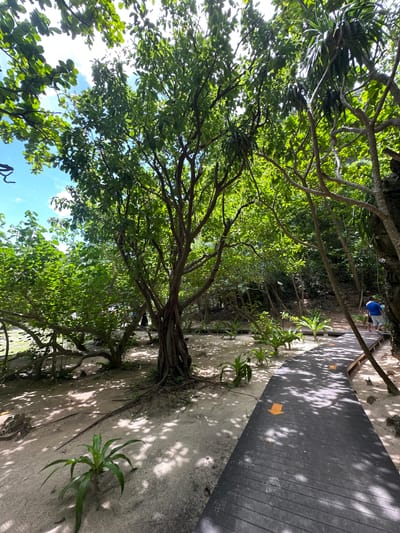 The image depicts a wooden boardwalk winding through a sandy area with lush green vegetation and trees. Sunlight filters through the canopy, creating dappled shadows on the sand and boardwalk. In the background, two individuals are visible walking on the boardwalk. One person is wearing a blue shirt and dark shorts, while the other is wearing a light-colored shirt and dark shorts. The environment suggests a tropical or subtropical location, possibly a park, botanical garden, or a path leading to a beach. The presence of specific flora and the architectural style of the boardwalk might offer clues to a more precise location, but without further information or context, identifying the exact spot in Ao Nang, Thailand, is not possible from the image alone. The overall scene conveys a sense of natural beauty and a leisurely atmosphere.