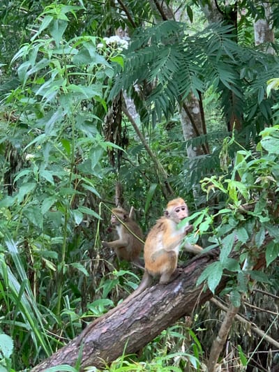 This image depicts two monkeys in a lush, green forest setting. The monkey in the foreground, a young macaque with light brown fur and pinkish skin around its face, is perched on a thick, rough-barked tree branch. It is looking towards the right of the frame, holding a thin green stem in its right hand. Its facial expression is alert, with its mouth slightly open.

Behind it, to the left, another monkey, appearing slightly larger, is partially visible. This monkey is also brown and is facing away from the viewer, possibly grooming or interacting with the foliage.

The environment is dense with vegetation. Large, green leaves of various shapes and sizes dominate the scene, with sunlight filtering through the canopy, creating dappled light and shadows. The trees are tall, with visible trunks that are mottled brown and white. The undergrowth is thick with long, thin green grasses and broad leaves. The overall impression is of a wild, natural habitat. The image is likely taken in the natural surroundings of Ella, Sri Lanka, a region known for its biodiversity and dense forests.