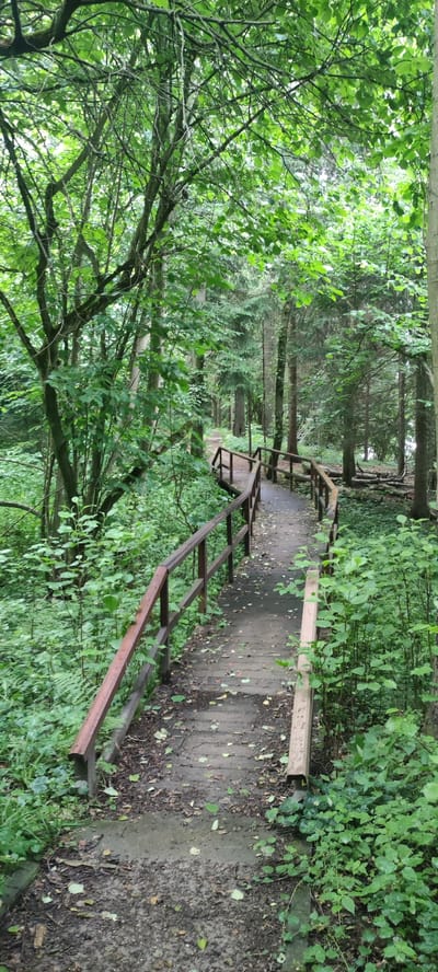 The image shows a wooden boardwalk winding through a lush, green forest. The boardwalk is lined with wooden railings and appears to be made of planks with concrete sections. The ground is covered in fallen leaves and dirt. The surrounding trees are dense and leafy, creating a shaded canopy overhead. The overall scene is serene and natural, evoking a sense of peace and tranquility. The location is specified as Angelovo, Russia, suggesting it is a public park or nature reserve within that city. There are no people visible in the image.