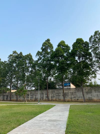 The image depicts an outdoor scene, likely in a park or public space, with a clear sky overhead. In the foreground, a paved pathway curves through a well-maintained grassy area. Tall, mature trees with dense green foliage line the background, creating a natural barrier. Behind the trees, a concrete wall with a decorative pattern of rectangular openings runs horizontally across the frame. A small, simple building with a blue roof is visible behind the wall, partially obscured by the trees. A lamppost stands near the pathway, and a young tree with supporting stakes is planted to the left of the pathway. The overall impression is one of tranquility and order. This scene is located in Ancol, North Jakarta, Indonesia.