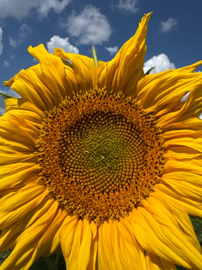 This media file is a close-up, low-angle shot of a sunflower against a bright blue sky with scattered white clouds. The sunflower is the dominant subject, filling most of the frame. Its large, vibrant yellow petals fan out from a central disk packed with tiny seeds, which transitions from a greenish-yellow at the center to a warm brown towards the edges. The intricate spiral pattern of the seeds is clearly visible.

The setting appears to be outdoors, likely in a field or garden, given the presence of the sunflower and the natural sky. The lighting suggests it is daytime, with the sun casting subtle shadows on the petals, highlighting their texture and form. The blue sky and white clouds indicate fair weather.

There are no people or animals visible in the image. The focus is entirely on the natural beauty of the sunflower. The composition emphasizes the flower's scale and detail, with its petals extending towards the top and sides of the frame, and the seed head prominently displayed in the center. The image conveys a sense of natural beauty and the warmth of a sunny day.

There is no visible text in the image. The location context provided is Zassovskaya, Russia.