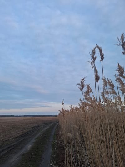 The image depicts a rural scene in Дерезовка, Russia. A dirt road stretches into the distance, bordered on one side by a harvested field and on the other by tall, dried reeds. The sky is overcast with pale blue and white clouds. There are no people or animals visible in the frame. The vegetation consists of dry field stubble and dense reed stalks. The overall environment is bleak and desolate.