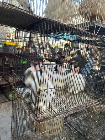 This is a photograph of a bird and rabbit market in Quetta City Tehsil, Pakistan. The scene depicts multiple cages stacked on top of each other, filled with various animals. In the foreground, several white rabbits with red eyes are visible within a cage. Above them, in a higher cage, are what appear to be white pigeons. In the background, blurred figures of people can be seen, suggesting a bustling market environment. The cages are made of metal bars and appear somewhat aged and worn. The overall impression is that of a crowded animal market, likely outdoors given the natural light.