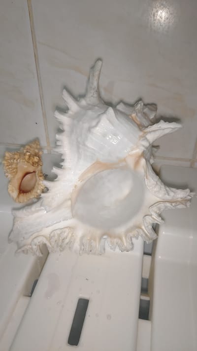 Two seashells are placed on a white, ribbed surface, possibly a shower caddy or bathtub. The larger shell is a white, ornate murex with prominent spines and a spiral interior. A smaller, tan-colored shell with a textured exterior and a lighter interior is positioned to the left of the larger shell. The background consists of beige tiled walls with visible grout lines and some water droplets. The lighting suggests an indoor environment. The image's content does not provide any information about the city of Krasnoyarsk, Russia.