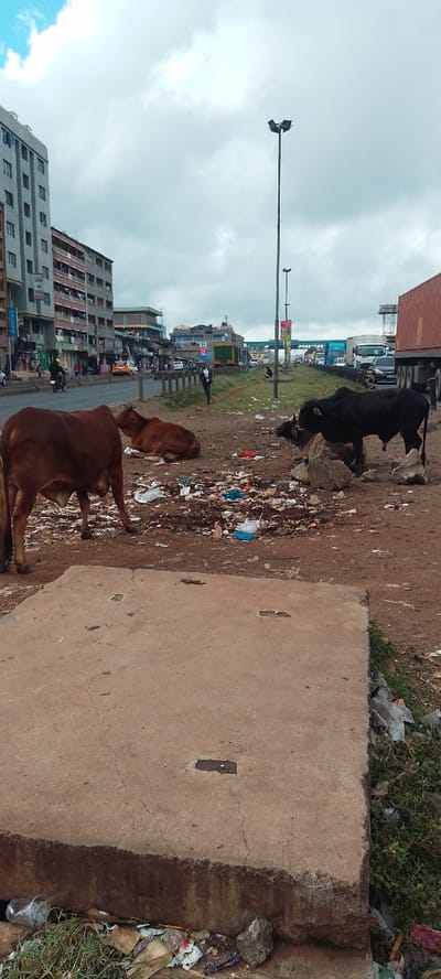 In Nairobi, Kenya, the image shows a scene of urban decay and potential environmental issues. In the foreground, there is a concrete slab covered in debris and trash. Several cows, including a brown one standing and a black one partially obscured by a rock, are foraging near the trash. In the background, there is a busy street with buildings, cars, trucks, and pedestrians. A man in a suit walks along the side of the road. Overhead streetlights illuminate the road and the sky is cloudy.