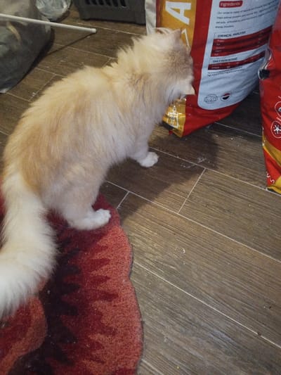 A cream-colored, long-haired cat is positioned indoors in Madinaty, Egypt. The cat faces right, with its head lowered near the base of a large, red and white bag of pet food. The bag displays an "Egypt" national mark and appears partially compromised or opened at the bottom, exposing a yellow inner package from which the cat seems to be attempting to access contents. A second identical red and white pet food bag is partially visible to the right. The cat's hind paws rest on a dark red rug with an indistinct pattern, while its front paws are on the light brown, wood-effect tiled floor. Small white granular debris, consistent with spilled pet food, is scattered on the tiles near the bags. In the upper left background, a dark-colored storage container and a white horizontal rod are partially visible.