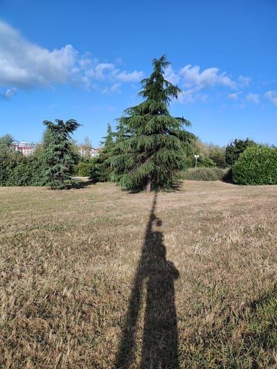 The image depicts a sunlit park area with dry, light-brown grass in the foreground. A large evergreen tree, likely a cedar, stands prominently in the middle of the frame, casting a long shadow on the grass. To the left and right of this central tree, other evergreen trees and dense green bushes are visible, forming a line of vegetation. In the background, beyond the trees, a few buildings with red-tiled roofs can be seen, suggesting an urban or suburban setting. The sky is clear and bright blue with scattered white clouds. A shadow of a person holding a camera, presumably the photographer, is cast across the foreground, extending from the bottom left corner towards the central tree. The scene suggests an outdoor recreational space, possibly within a park or landscaped area in the city of Sirius, Russia.
