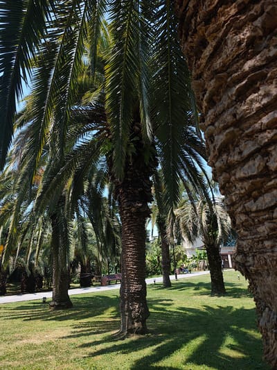 This is a low-angle, eye-level shot of a park in Sochi, Russia, on a sunny day. The foreground is dominated by the thick, textured trunk of a palm tree on the right, with its fronds extending into the frame from the left. Behind it, a line of several more palm trees creates a tropical atmosphere. Their lush green fronds cast dappled shadows on the neatly mown grass.
In the mid-ground, a paved pathway winds through the park, and a few people are visible. On the left, a person sits on a bench, looking towards the right. Further along the path, another person stands near a lamppost. In the background, hints of buildings with light-colored walls and darker roofs, surrounded by greenery, suggest a resort or park facility.
The scene evokes a sense of calm and relaxation, typical of a pleasant day in a park. The bright sunlight and the shadows indicate it is likely late morning or early afternoon. The presence of palm trees strongly suggests a warm climate, consistent with Sochi being a Black Sea resort city. There is no visible text in the image.