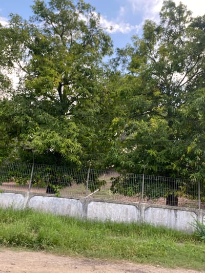 The image shows a row of large trees with dense green foliage, some of which are illuminated by sunlight. A metal fence runs horizontally across the midground, behind which are more trees and a gentle slope. In the foreground, a weathered concrete wall with a rough texture is visible, topped by a layer of wire mesh. Tall green grass grows in front of the wall and on the slope behind it. The sky above is partly cloudy. The scene appears to be a roadside or a perimeter of a property, possibly in Lhokseumawe, Indonesia, given the vegetation and general atmosphere.