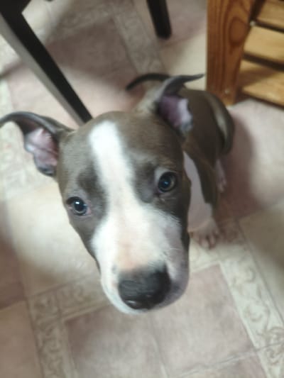 A grey and white pitbull puppy is sitting on a tiled floor indoors. The puppy's head is tilted upwards, and it is looking directly at the camera with dark eyes. The puppy has a white stripe running down its nose and forehead, with grey markings on its head and ears. The background is slightly blurred, showing parts of a wooden chair or shelf and a dark table leg. The floor tiles are light brown with a decorative pattern. The scene appears to be a home environment. There is no indication of the city of Марковский, Russia within the image itself.