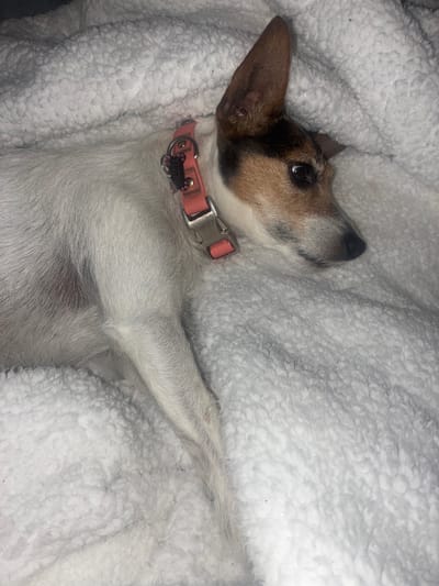 A Jack Russell Terrier is lying down on a fluffy white blanket. The dog has a white coat with brown and black markings on its head. It is wearing a pink collar with a silver buckle and a bone-shaped tag that reads "DOROTEA". The dog is looking to the right of the frame with its head slightly turned. The lighting is dim, casting shadows on the blanket and the dog. The image appears to be taken indoors, possibly in a home in Huixquilucan de Degollado, Mexico.