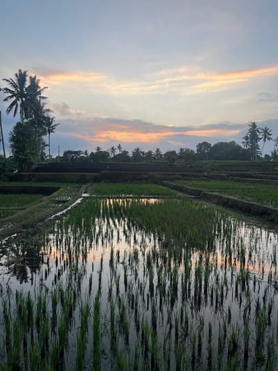 The image depicts a serene view of rice paddies during what appears to be sunset or sunrise, likely in the Ubud District of Indonesia. The foreground is dominated by flooded rice paddies where young green rice shoots are visible, their reflections shimmering on the water's surface, mirroring the soft colors of the sky. Beyond the immediate paddies, terraced fields ascend, with dark soil banks separating the levels, and more lush green vegetation. Tall palm trees are scattered throughout the landscape, with their fronds silhouetted against the sky, and a line of trees forms a distant treeline. The sky is a gradient of soft blues, with streaks of pale orange and pink clouds, suggesting the ambient light of dawn or dusk. The overall impression is one of natural beauty and tranquility, characteristic of rural landscapes in regions like Ubud known for their rice cultivation.
