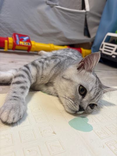 A grey and white tabby cat is lying down next to a textured white surface with imprinted squares. The cat is looking towards the right of the frame, with its head resting on the white surface. One of its front paws is extended and touching the white surface. To the left of the cat, partially visible, is a yellow and red toy. The background is blurred, showing a blue fabric and a grey fabric. The lighting suggests it is daytime. There is a light blue heart-shaped mark on the white surface near the cat's head. The white surface has some embossed characters within squares, including what appears to be the number "6" and "8".