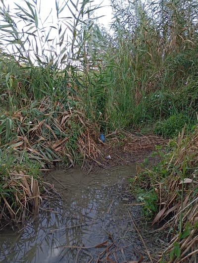 The image depicts a narrow, murky waterway bordered by dense, overgrown vegetation. Tall, reedy plants with a mix of green and dry brown stalks dominate the scene, creating a wild and somewhat unkempt appearance. The water itself is opaque, reflecting the surrounding foliage and the overcast sky, with scattered debris visible along its banks. A blue plastic bottle and other small pieces of trash are present among the dry vegetation, suggesting human impact on the natural environment. The location is identified as Mirzo Ulugbek, Uzbekistan, implying an urban or suburban context where natural waterways are often encroached upon and subject to neglect. The overall atmosphere is one of natural overgrowth and environmental litter.