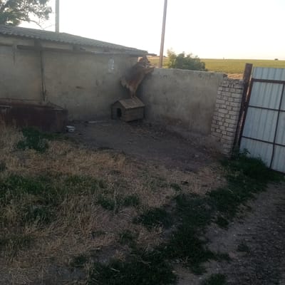 A large, shaggy, light-brown dog is standing on top of a small wooden doghouse and leaning its front paws on a concrete wall, looking over the wall. The doghouse is positioned against the wall. The dog appears to be chained. The scene is outdoors, likely in a rural or semi-rural area. A corrugated metal fence is visible on the right side of the image. Behind the wall, a field of green crops is visible, suggesting an agricultural setting. The sky is bright and appears overcast or hazy. There is a large metal trough or container to the left of the doghouse. The ground is dirt and dry grass. The image appears to have been taken in Slobidka, Ukraine, based on the provided context.