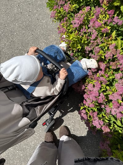 The image shows a top-down view of a person pushing a baby in a stroller, with a bush of pink flowers to the left and a paved ground to the right. The baby is wearing a white hat and a light-colored sweater, and is sitting in a stroller with a dark frame. The person pushing the stroller is wearing blue jeans and white sandals. Another person, wearing grey pants and brown shoes, is visible standing to the right. The scene appears to be outdoors on a sunny day, suggested by the shadows cast on the ground. The presence of the stroller and the baby indicates a family outing. The pink flowers add a touch of color to the scene, and the paved ground suggests a walkway or park. The overall impression is one of a casual, everyday moment.