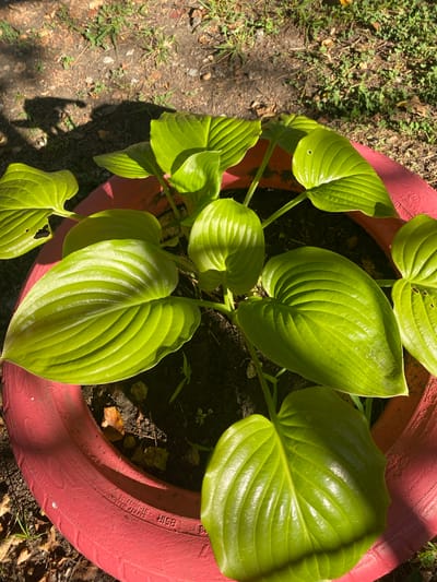 This is a top-down, medium shot of a hosta plant growing in a bright red planter, possibly a repurposed tire, in an outdoor setting. The planter is situated on the ground, surrounded by dirt and some sparse green vegetation and fallen leaves. Sunlight casts shadows from the hosta leaves and possibly a person onto the ground. The leaves of the hosta are large, broad, and a vibrant green, with prominent parallel veins. Some leaves show small holes or imperfections. The red planter has some visible texture and markings, including what appears to be embossed text. The overall scene suggests a warm, sunny day, likely in the afternoon due to the angle of the shadows. The location context is Sochi, Russia.