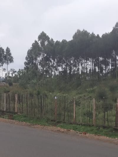 The image depicts a rural or semi-rural scene in Nyansiongo ward, Kenya, under an overcast sky. In the foreground, a grey asphalt road runs horizontally across the bottom of the frame, bordered on its right by a narrow strip of gravel and sparse green vegetation. Immediately behind this, a wooden post-and-wire fence extends across the midground from left to right. The fence consists of vertical wooden posts and appears to incorporate thin horizontal branches or wires. A small, light-colored, rectangular object is affixed to the upper section of a fence post located slightly to the right of the image center. Behind the fence, the terrain slopes upwards, covered in dense green undergrowth, shrubs, and smaller trees. The background is dominated by a large, dense stand of tall, slender trees, characteristic of eucalyptus, with dark green foliage concentrated towards their crowns. The sky is uniformly light grey, indicating overcast conditions. No people or animals are visible, and no actions or interactions are occurring.
