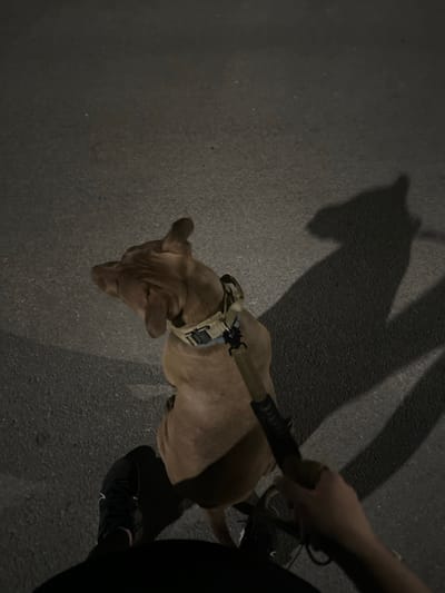 A first-person perspective shows a person holding a leash attached to a tan dog walking on an asphalt surface at night. The dog is facing to the left, and the person's hand and part of their arm are visible holding the leash. The person's feet are also visible, wearing dark shoes. A long shadow of the dog and the person is cast on the ground behind them. The environment appears to be a street in Malevo, Bulgaria, given the context.