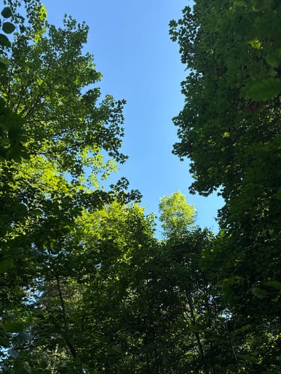 This is a low-angle, vertical shot looking up through a dense canopy of green trees towards a clear blue sky. The sunlight filters through the leaves, creating a dappled effect and highlighting some of the foliage. The trees appear to be deciduous, with large, lobed leaves visible. In the distance, a single tree with brighter green leaves stands out against the darker surrounding foliage. The scene suggests a natural, outdoor environment, likely a forest or park. Given the context of Szklarska Poręba, Poland, this could be a view from a hiking trail or a scenic spot within the Karkonosze Mountains, known for its extensive forests and natural beauty. There are no people or man-made objects visible in the frame.