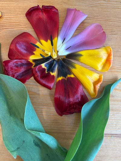 The image shows a still life arrangement on a light brown wooden surface. Six colorful tulip petals are arranged in a fan shape, transitioning from purple to yellow to red. The central base of the petals is visible, showing the flower's reproductive structures. Two green leaves curve around the right side of the petals. The background is the wooden surface with distinct grain patterns. No people or indications of a specific location in Tokkari-Lend, Russia are present.
