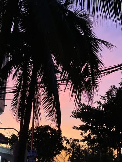 The image depicts a silhouetted palm tree fronds against a gradient sky transitioning from a soft pink and purple hue at the top to a warm orange and yellow near the horizon. The time of day is clearly sunset or sunrise, with the dramatic colors of the sky indicating this. Dark silhouettes of other trees and foliage are also visible, framing the scene. A street lamp and some electrical wires are present, suggesting an urban or semi-urban environment. In the lower right quadrant, a sign is partially visible with the word "RISE" prominently displayed in white lettering on a blue background. Below that, smaller text lists food items such as "BANH MI&TRUE GLAZE" and "CINNAMON ROLLS AND DRIZZLE," hinting at a food establishment. The overall mood is serene and tranquil, characteristic of a beautiful evening or morning sky. The location context suggests this scene is from Đà Nẵng, Vietnam.