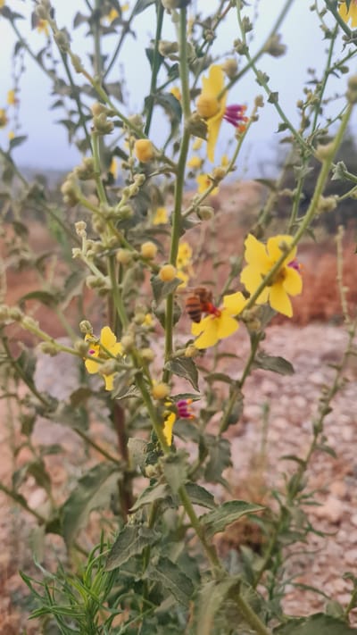 The image captures a close-up view of flowering plants, likely taken in a natural setting within the Lachish Regional Council, Israel. The plants feature delicate yellow flowers with distinct red and purple stamens. Some of the flowers are in full bloom, while others appear as buds. A bee is visible, seemingly feeding on one of the blossoms. The foliage is a muted green with a slightly fuzzy texture. The background consists of light-colored soil or rocky terrain, blurred to emphasize the foreground plants. The overall scene suggests a warm, dry environment and focuses on the intricate details of the plant life and the presence of pollinating insects.