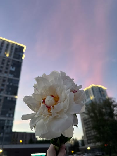 A close-up shot features a white peony flower held in the foreground. The flower has multiple layers of delicate petals, with hints of pink and yellow at its center. In the background, two modern high-rise buildings are visible against a twilight sky painted with soft hues of purple and pink. The buildings are illuminated with bright yellow lights along their upper edges, creating a striking contrast with the darkening sky. A dark mass of trees can be seen between the flower and the building on the right. The lower portion of the image shows a blurred street with parked cars and some illuminated signs. The overall scene evokes a peaceful urban evening. The location is the city of Saint Petersburg, Russia, possibly in a modern residential or business district.