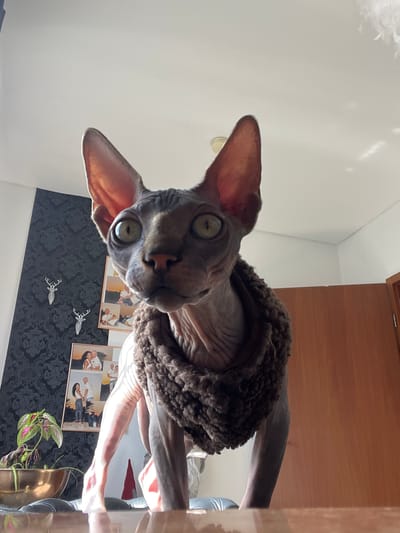 A Sphynx cat wearing a brown, fuzzy cowl-necked sweater is looking directly into the camera. The cat's pinkish-gray wrinkled skin, large ears, and wide-set, light-colored eyes are prominent features. The background includes a black damask-patterned wall with silver decorative antlers. Framed pictures and a potted plant are also visible on the wall. The bottom of the frame shows a wooden surface, possibly a cabinet. The location is Konz, Germany, indicated implicitly through image context.