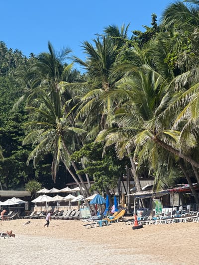The image depicts a sandy beach lined with rows of lounge chairs and umbrellas, typical of a tourist area in Baan Chaweng Noi, Thailand. Lush green palm trees and other tropical vegetation form a dense backdrop behind the beach infrastructure. In the mid-ground, a person in a purple shirt and black pants is walking across the sand, while other individuals are visible in the distance, some seated on lounge chairs. The scene suggests a leisurely day on a tropical beach, with the clear blue sky indicating fair weather. The presence of a small food stall or bar on the right side further enhances the impression of a developed resort or beachside community.